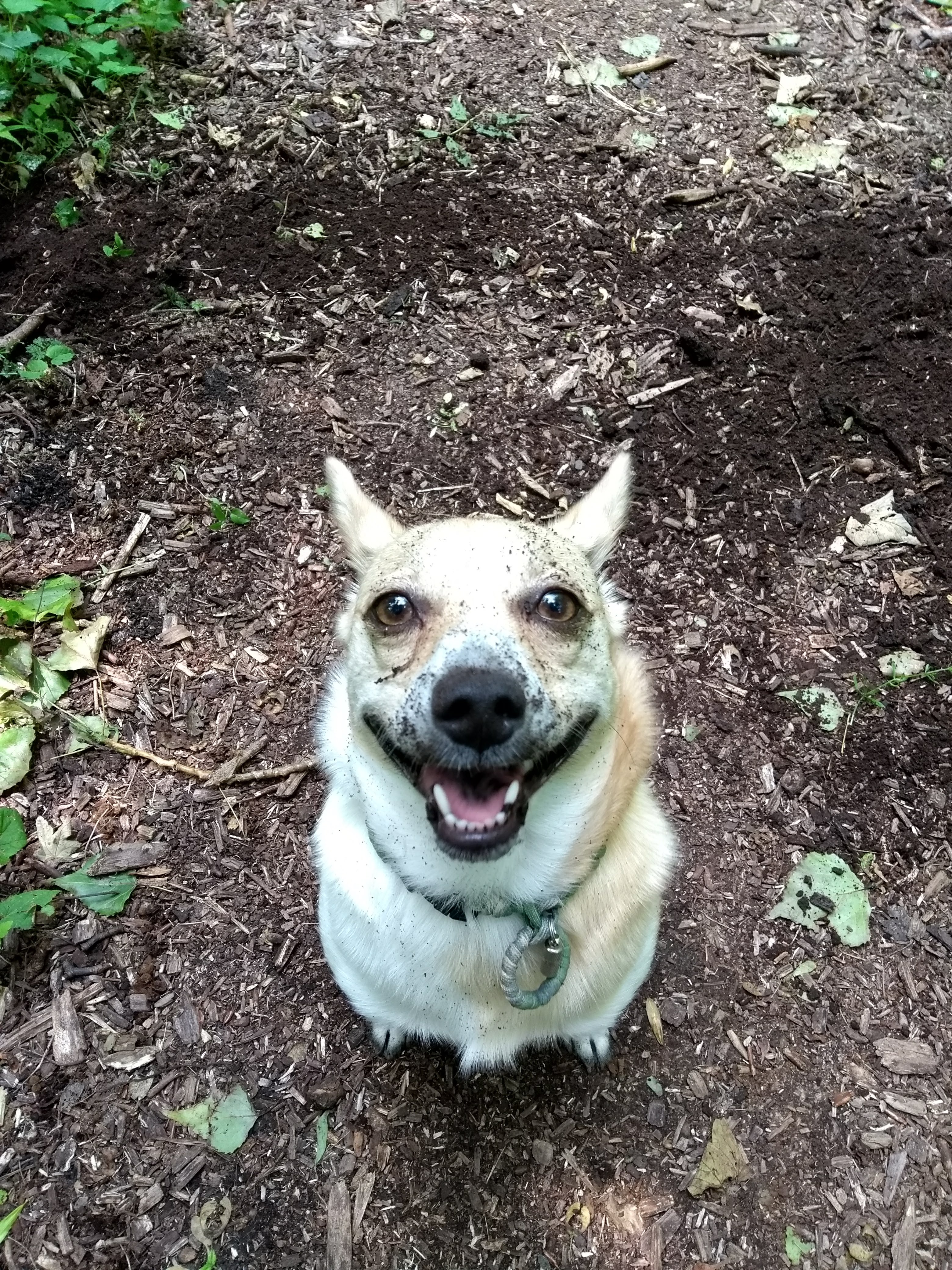 Er is hoop voor dieren