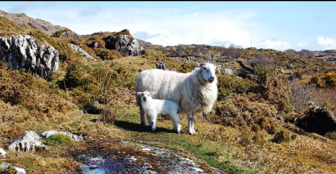 Alles wat leeft is van God (Psalm 24 : 1)